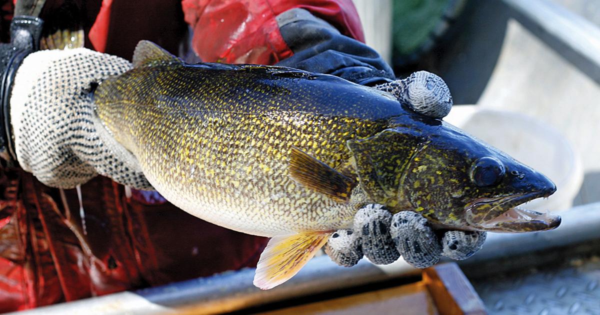 Walleye Rearing Getting closer to locally raised walleye