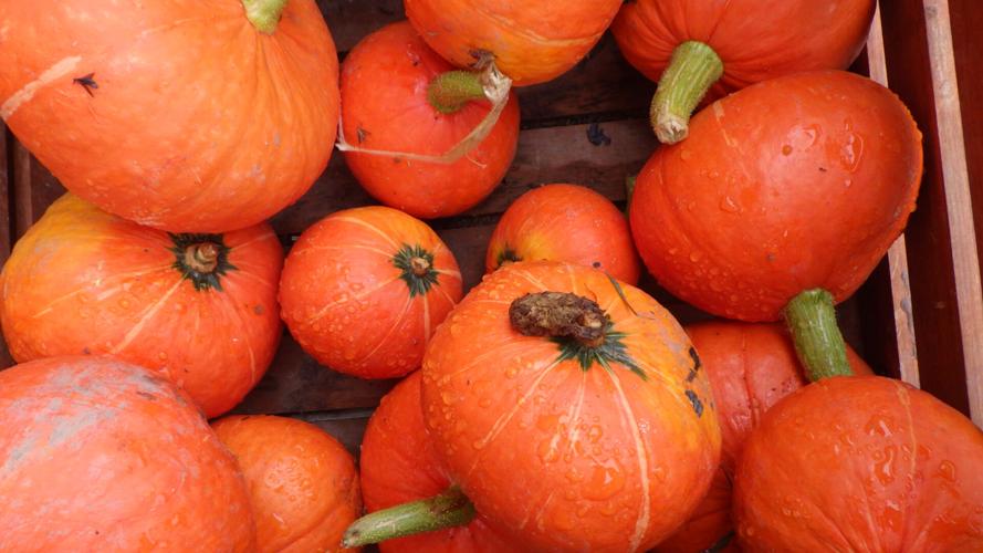 Squash