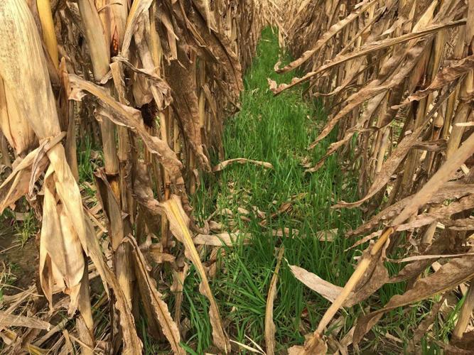 Oats cover crop in corn field