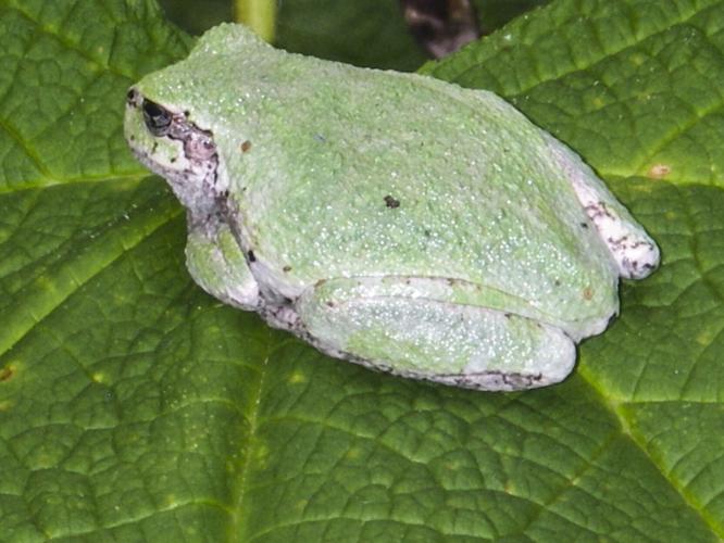 Tree frog
