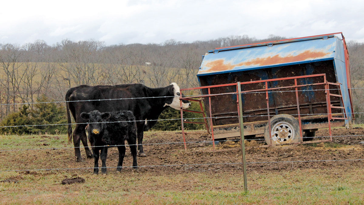 Processing newborn calves