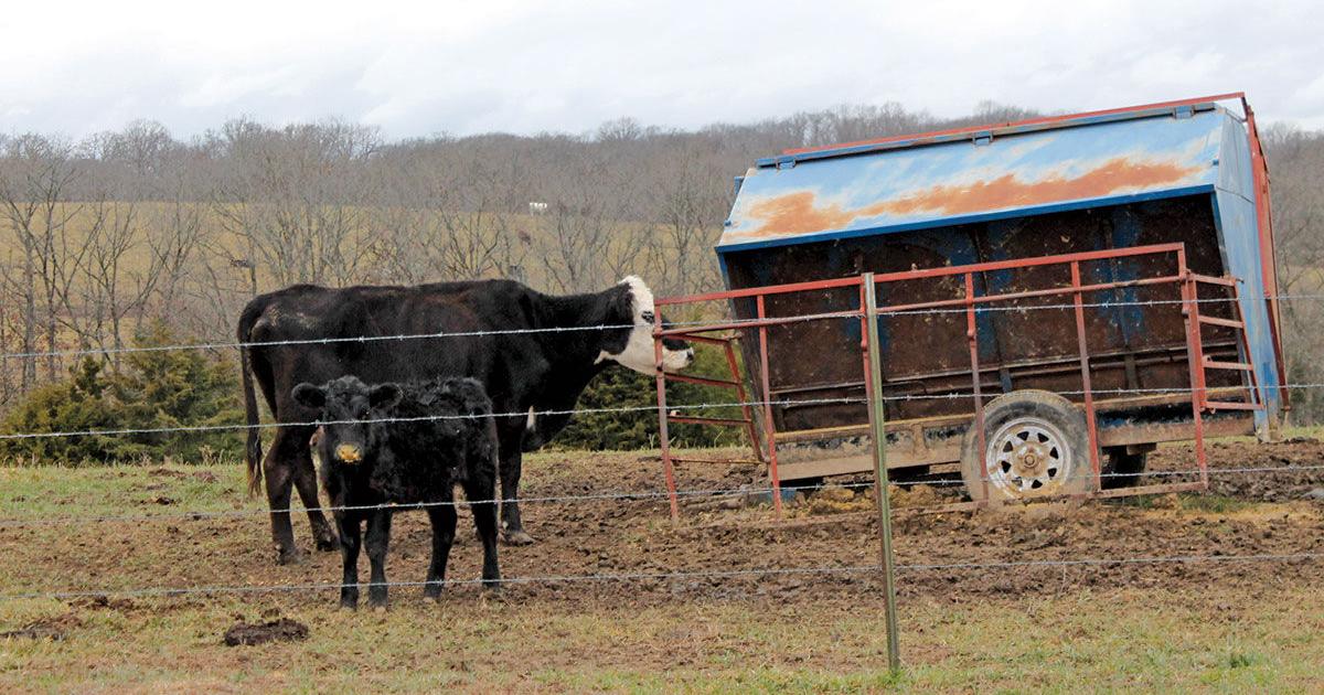 Nebraska Extension to host cow clinics this winter - Vimarsana News