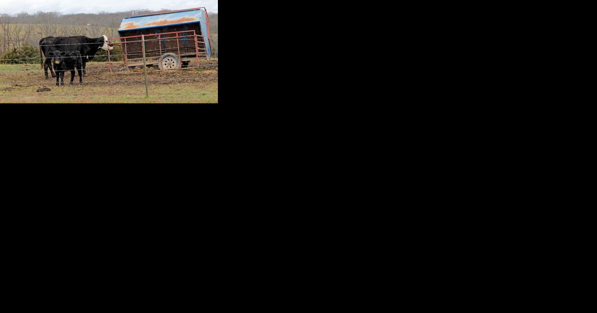 Nebraska Extension to host cow clinics this winter - Vimarsana News