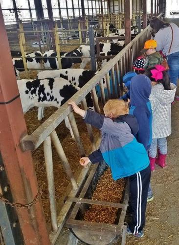 Kids feed calves