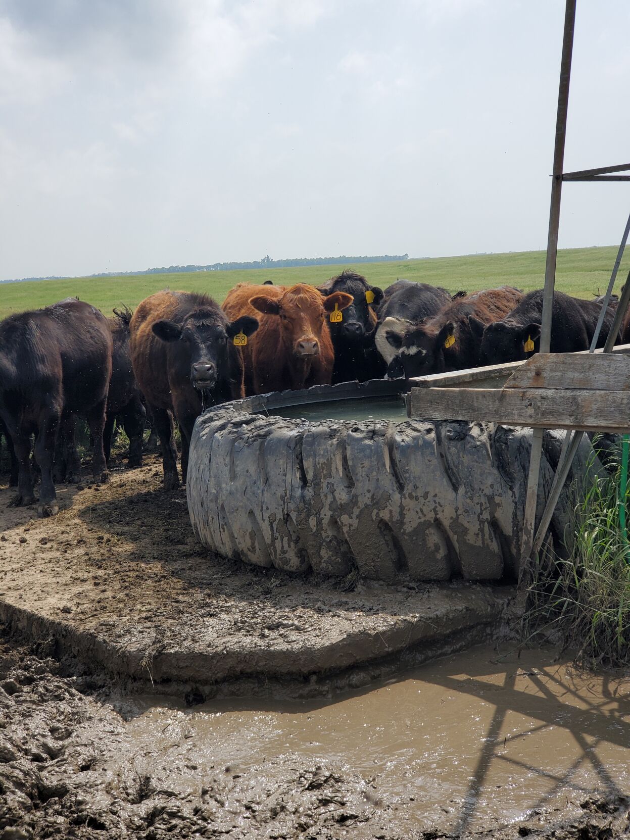 Help Cattle Battle Extremes Of Winter