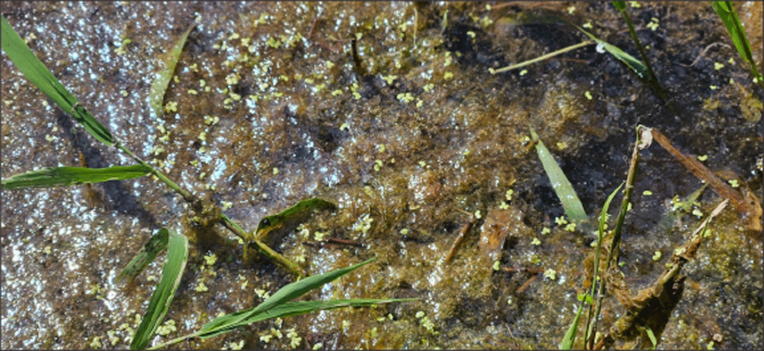 Harmful algal blooms