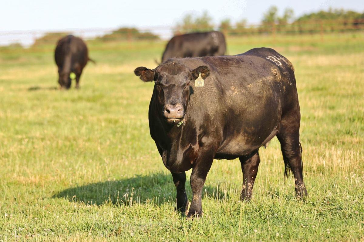 Beef cattle in field