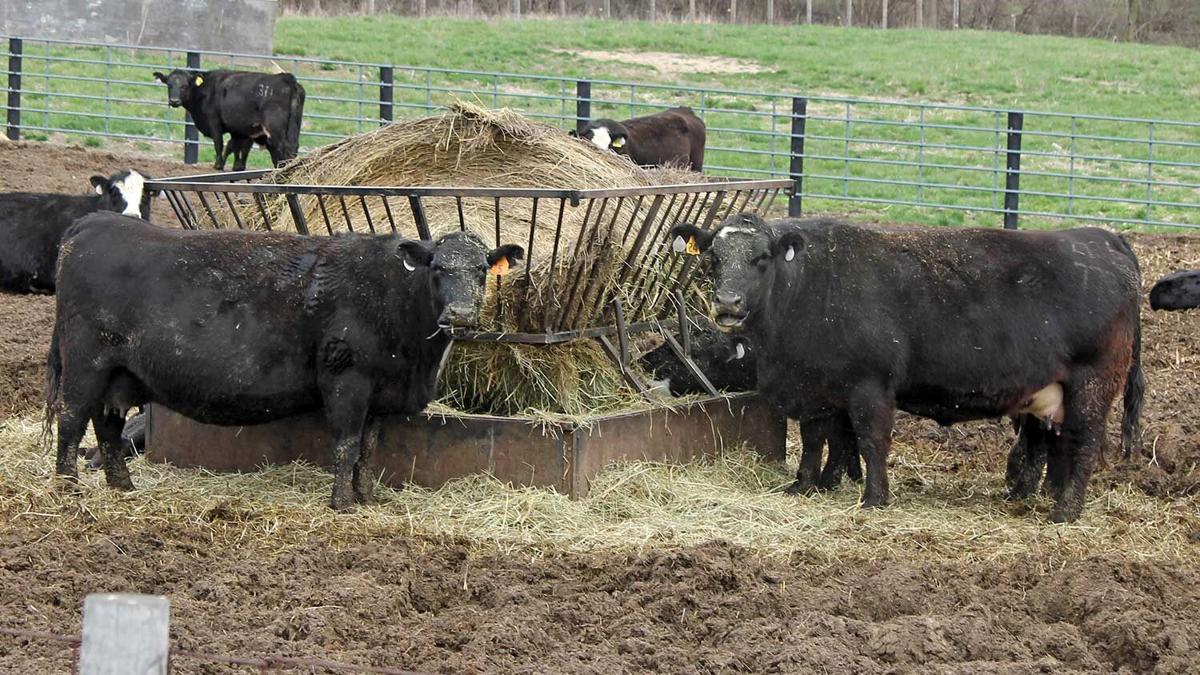 Feedlot-Hay
