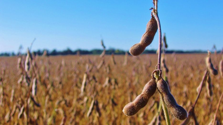 Soybeans in field