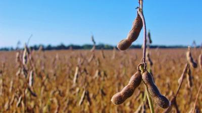Soybeans in field