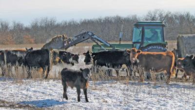 Cattle feed-in-winter-1