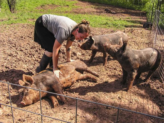 Carly Stephenson with hogs