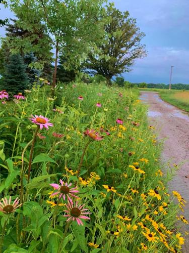 Coneflowers, black-eyed susans