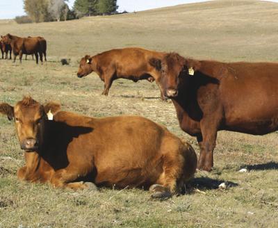 Red Angus growth
