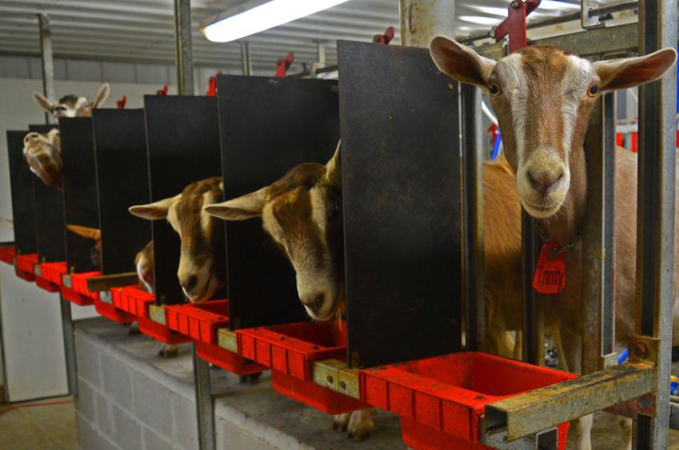 Does eat while milked