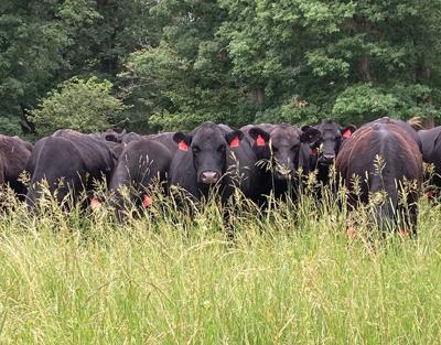 Dave Petty cows