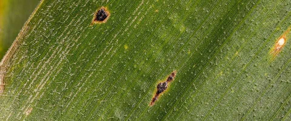 Corn tar spot fungus