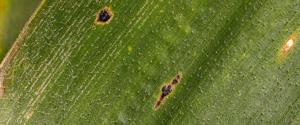 Tar spot tops corn disease concerns in cool, wet 2026 season