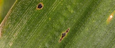 Corn tar spot fungus