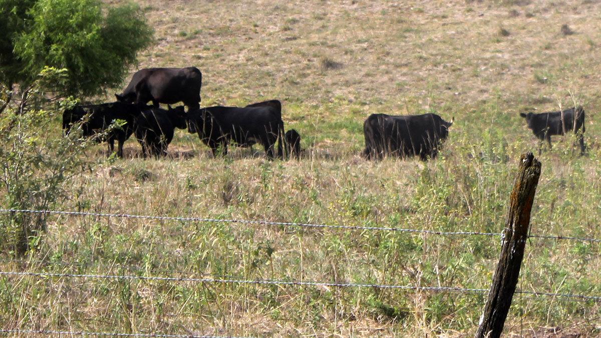 Drought pasture grazing