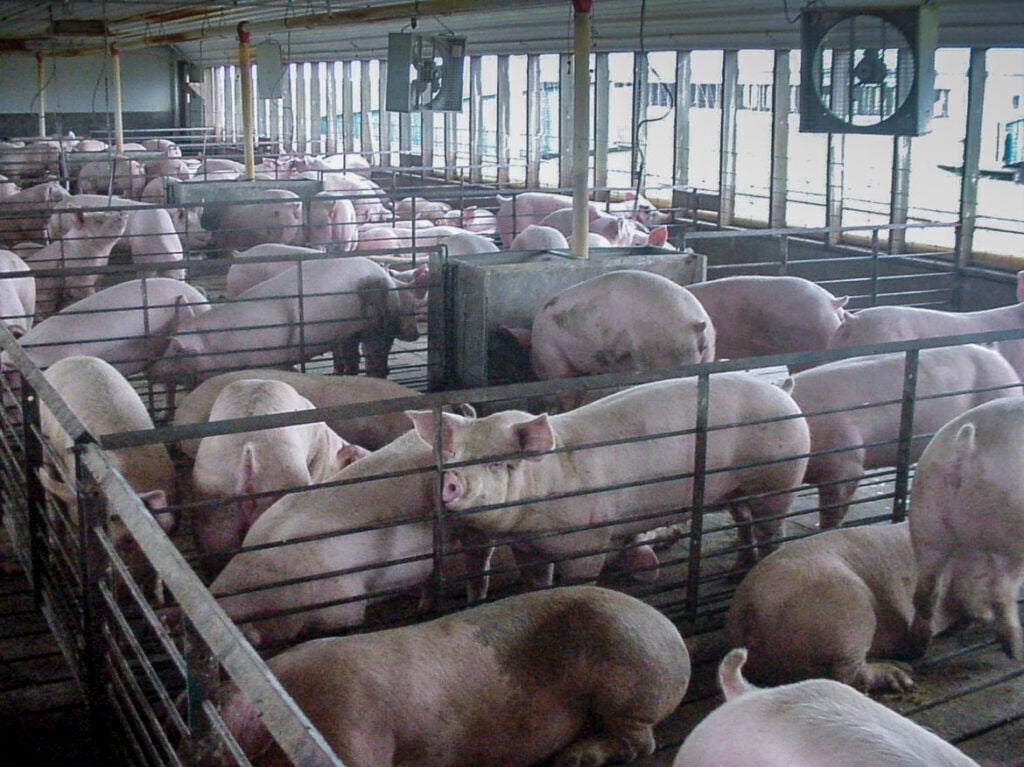 A Typical Pen Format for Swine in Many Iowa Animal Feeding Operations