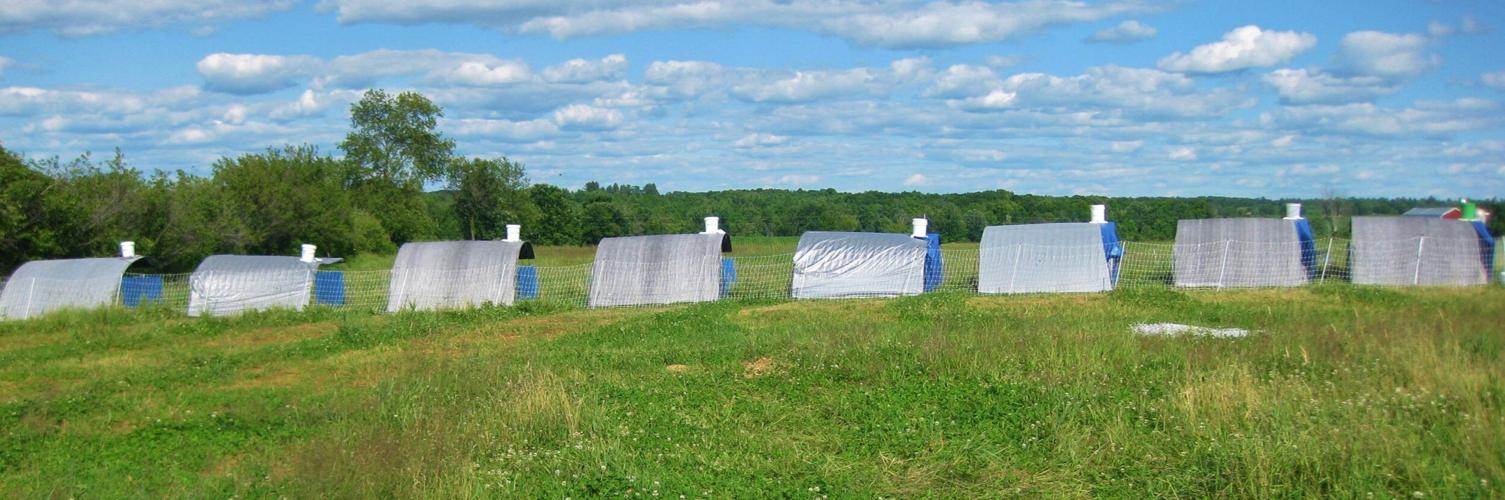Portable poultry housing