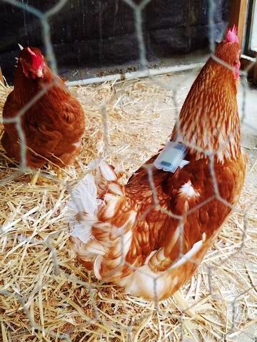 Chickens wear "fitbits"