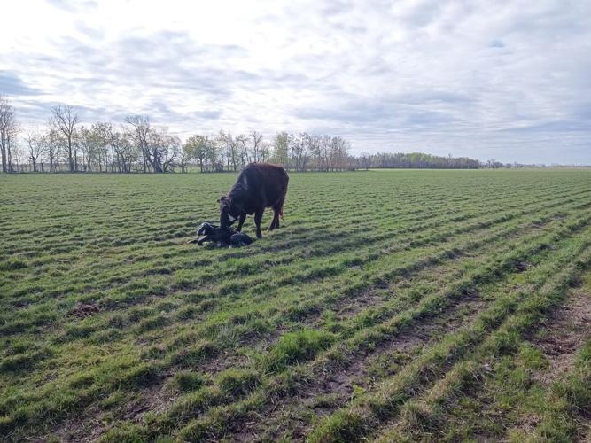 Trinity Creek Ranch cow/calf
