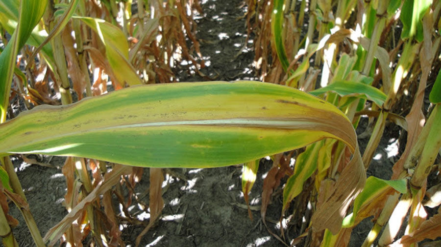 玉米延迟出现了季末氮缺乏 - 养兔网