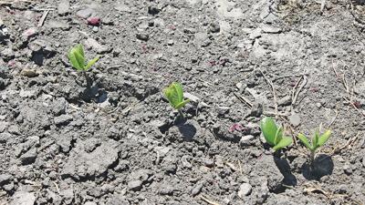 Soybeans peaking through the soil