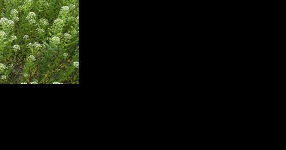 Biofuel feedstocks fostered - Vimarsana News