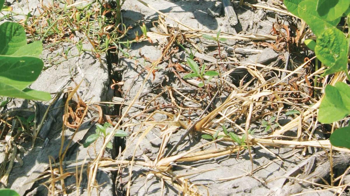 Cover-crop-close-up-of-dry-soil-with-cracks