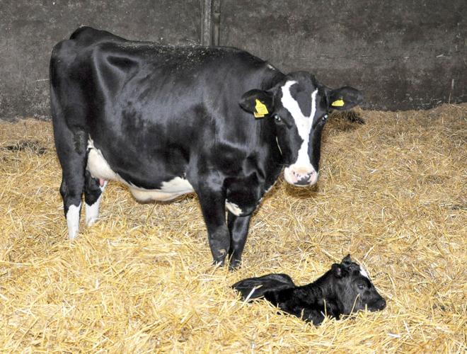 Cow and calf dairy