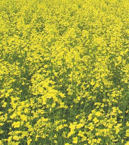 field of canola