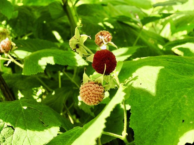 Thimbleberries
