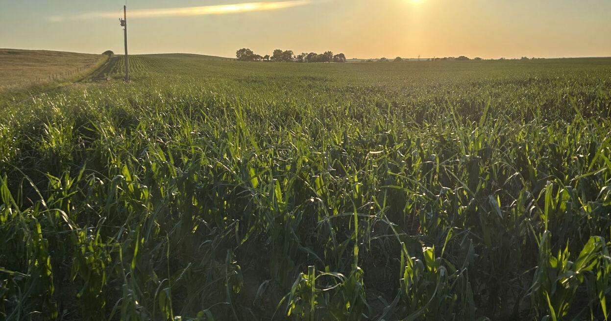 Rain brings hail, flooding in south central South Dakota - Vimarsana News