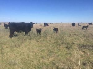Cow/calf pairs at Black Leg Ranch