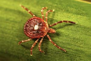 Tick