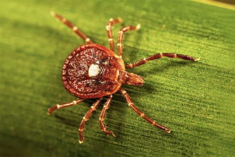 Tick