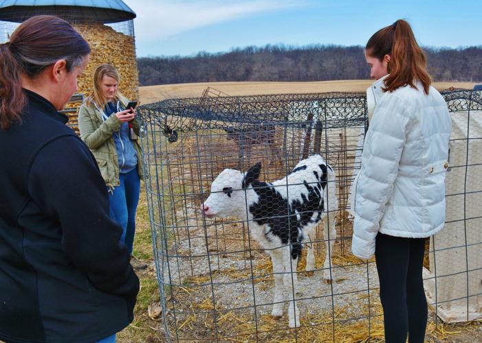A calf loves attention from Colleen, Josie and Emma Henningfeld