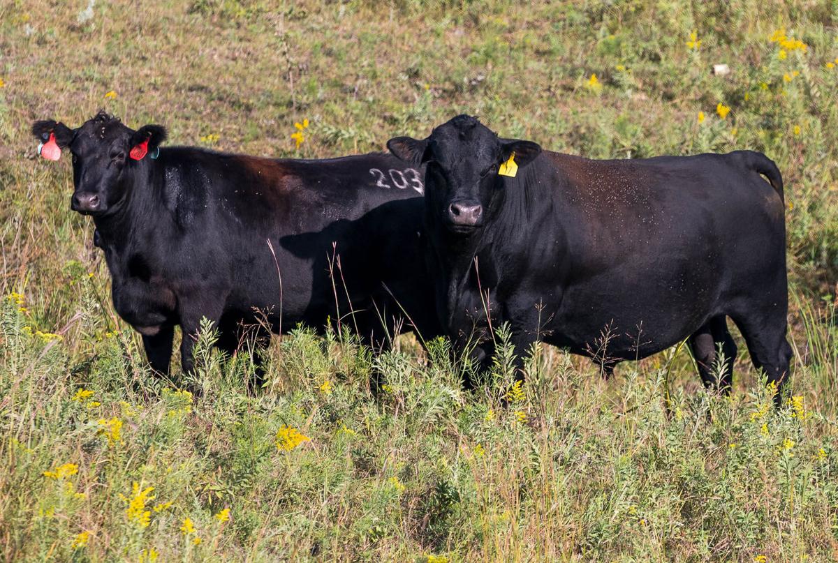 Composite sires