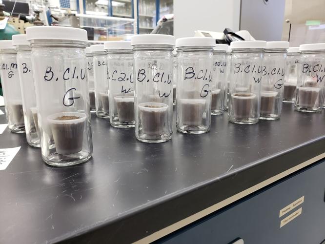 Soil health benefits 4.jpg