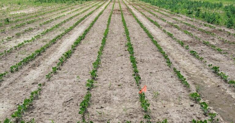 Digital Cultivator