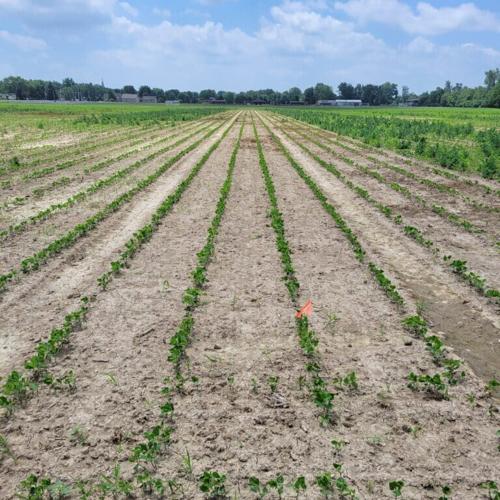 Digital Cultivator