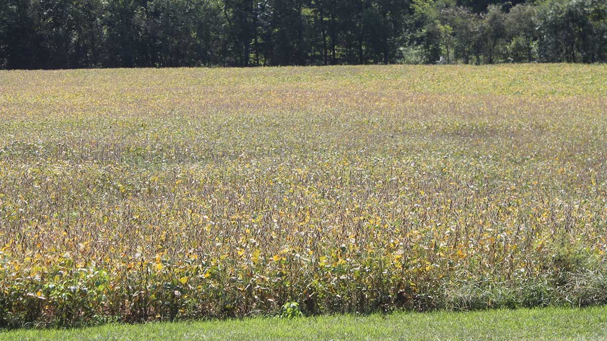 soybeans-turning-3