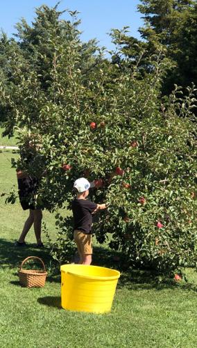 picking-apples-1