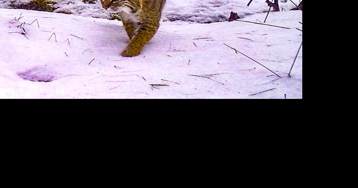 Bobcat