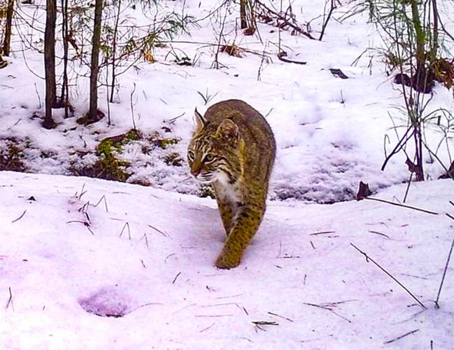 Bobcat