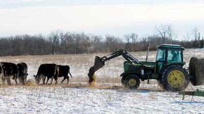Strategies Stretch Winter Feed For Cattle Livestock Agupdate Com
