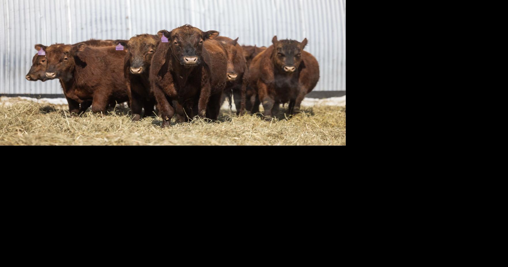 2-year-old bulls in sale